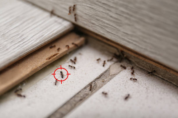 Pest Control for Restaurants in Sarasota Springs, FL