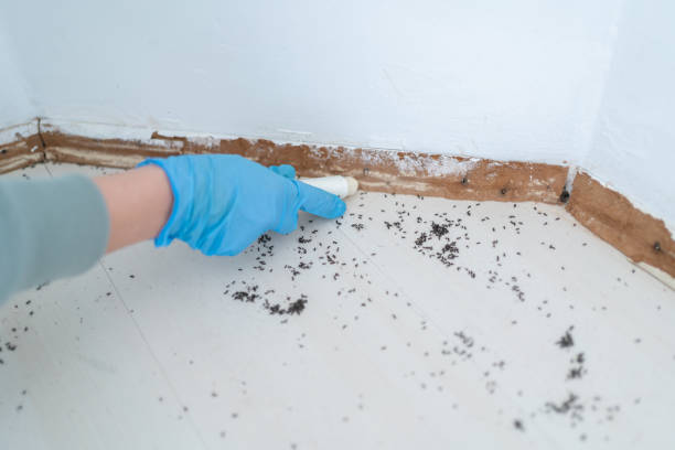 Best Affordable Pest Control Services  in Sarasota Springs, FL