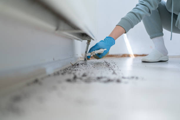 Trusted Sarasota Springs, FL Pest Control Experts